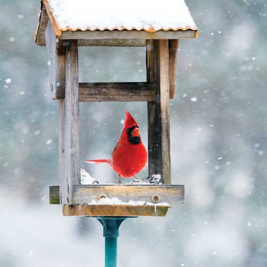 
Take time to delight in quieter moments on your homestead and notice its beauty.
